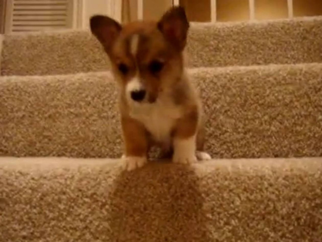 Βίντεο: Κουταβάκι κατεβαίνει για πρώτη φορά τα σκαλιά