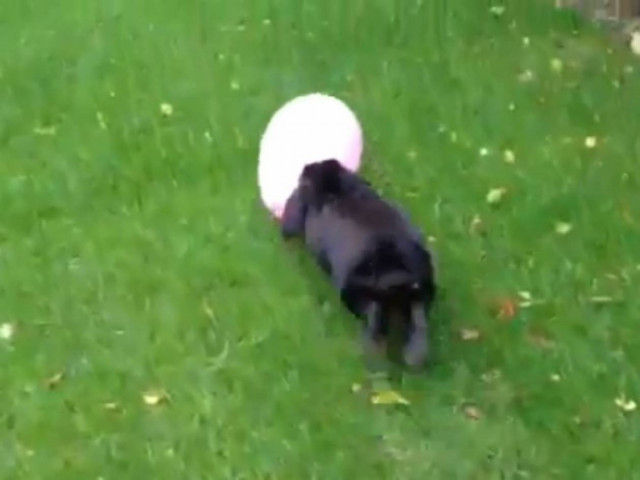 Βίντεο: Λαγουδάκι... ερωτευμένο με μπαλόνι!