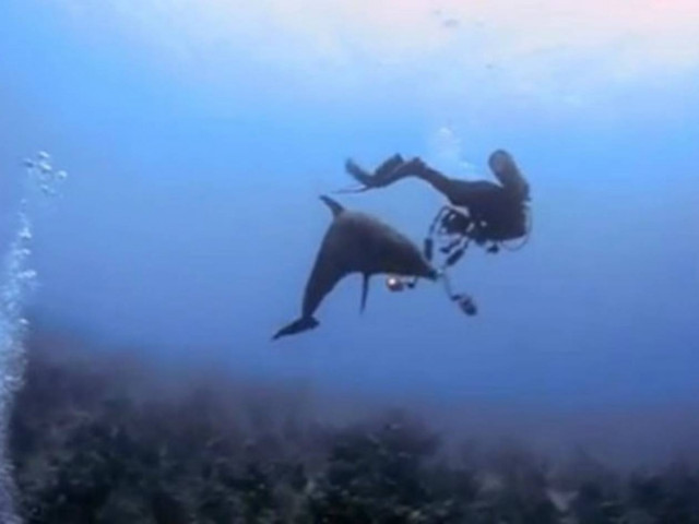 Απίστευτο: Δελφίνι παρενοχλεί σεξουαλικά δύτη! (vid)