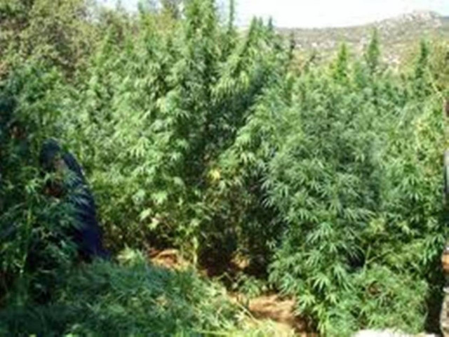 Βρέθηκαν στην Άρτα 22 δενδρύλλια κάνναβης