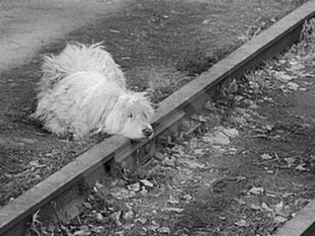 Σκύλος σκοτώθηκε προσπαθώντας να σώσει το αφεντικό του