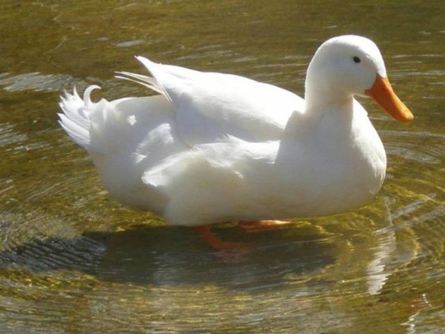 Τούρκος κατηγορείται ότι βίασε μια... πάπια!