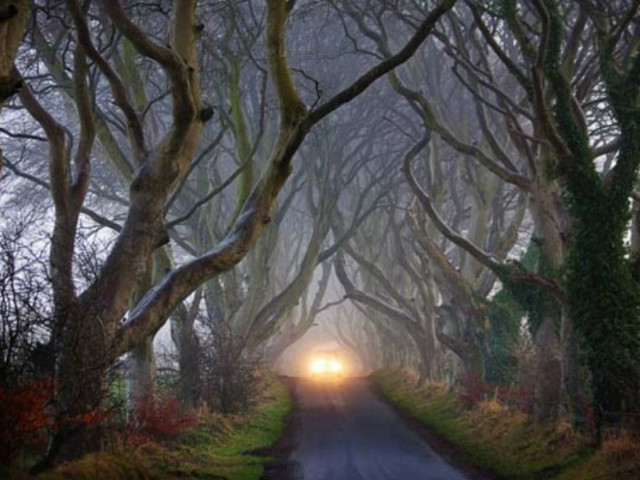 The Dark Hedges: Ένας δρόμος βγαλμένος από παραμύθι! (pics)