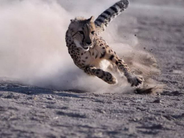 Δείτε την τσίτα που τρέχει τα 100 μ. σε 5.95 δευτερόλεπτα!