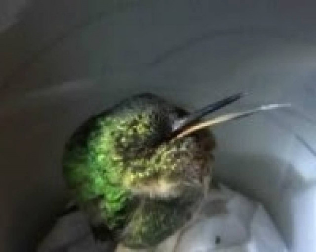 Βίντεο: Πουλί ροχαλίζει… σφυρίζοντας!!!