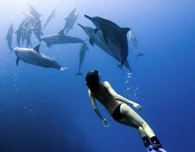 Κολυμπά μαζί με τα δελφίνια