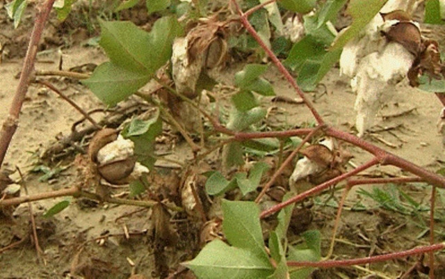 Πνίγηκαν από την βροχή τα χωράφια της Λαμίας