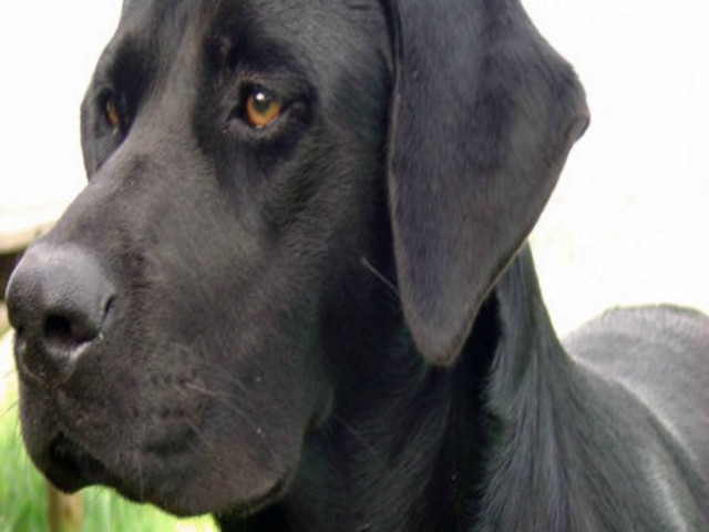 Απίστευτο: Τον πυροβόλησε ο... σκύλος του!