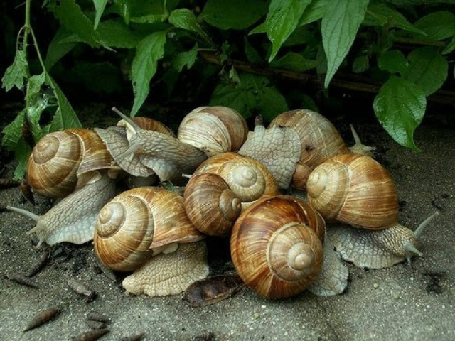 Επενδύσεις στον αγροτικό τομέα- παραδείγματα προς μίμηση