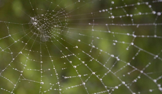 Απίστευτο! Στο Τέξας μία αράχνη σταμάτησε τις κατασκευές 15 εκατ.