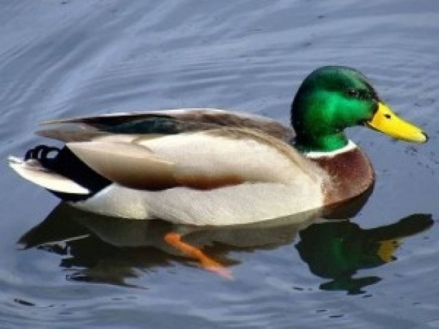 Απίστευτο: Μεθυσμένος βίασε...πάπια