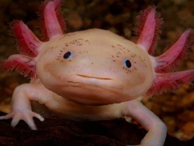 Το πιο χαριτωμένο και ασυνήθιστο θαλάσσιο «τέρας» που έχετε δει!