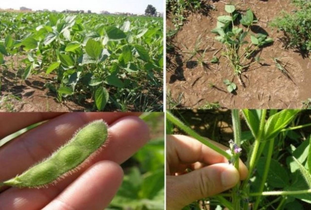 Οι πρώτοι σπόροι φύτρωσαν στην Ελληνική γη και άνθισαν λουλούδια