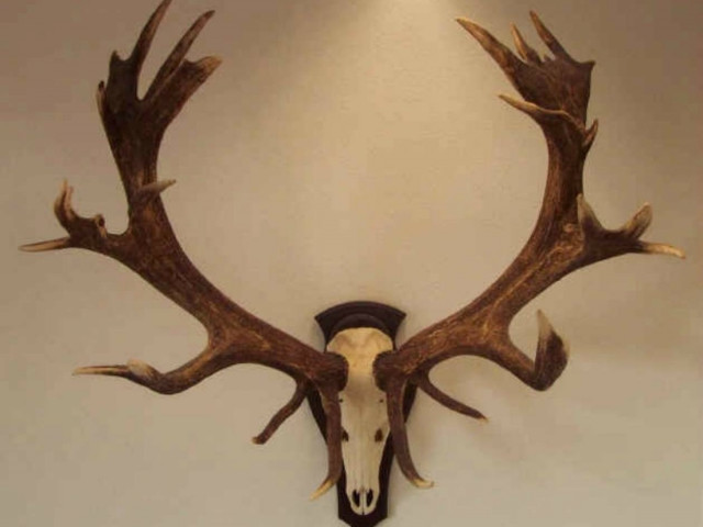 Ανέκδοτο: Ο κερατάς το μαθαίνει όταν... ξεμεθύσει!