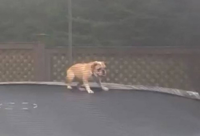 Βίντεο: Μπουλντόγκ πάνω σε τραμπολίνο!