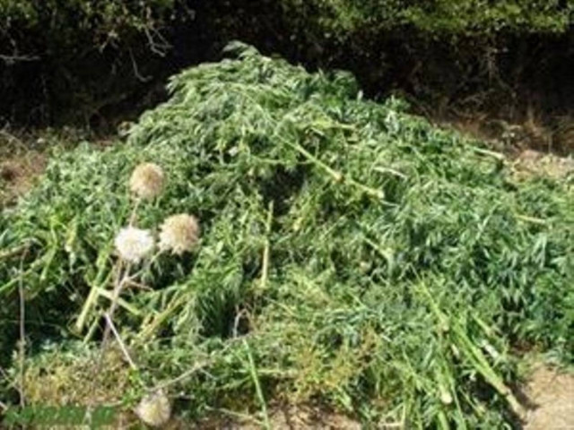 Προφυλακιστέοι οι συλληφθέντες για τη χασισοφυτεία στο Αστρίτσι