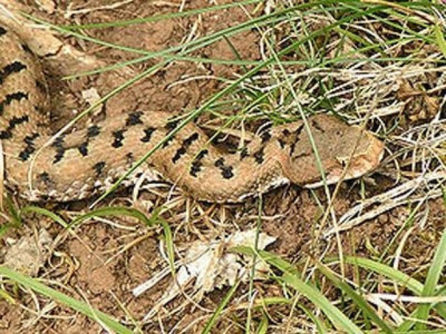 Το δηλητήριο των φιδιών στην υπηρεσία της Ιατρικής