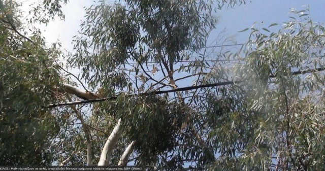 Βίντεο: Αυλή σχολείου με κλαδιά μπερδεμένα σε σύρματα της ΔΕΗ!