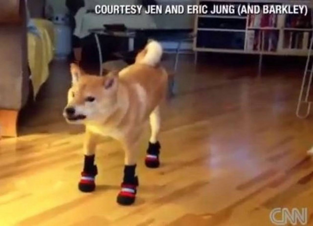 Βίντεο: Τι παθαίνει ένας σκύλος με μπότες