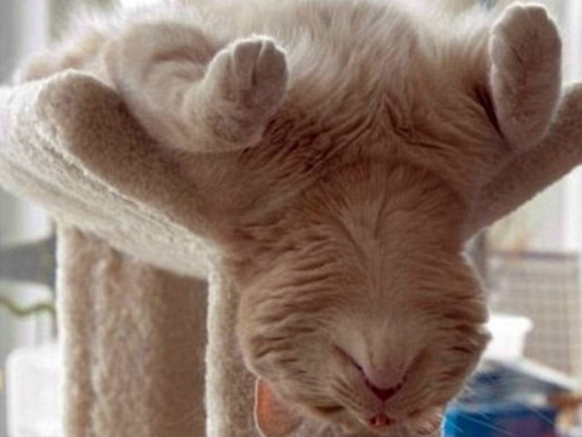 Όταν οι γάτες κοιμούνται... (pics)