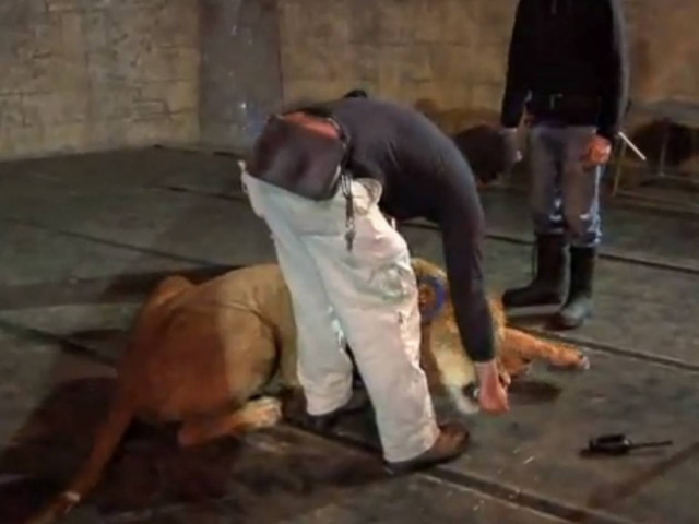 Βίντεο: Λιοντάρι επιτέθηκε σε γυναίκα κατά τη διάρκεια φωτογράφησης