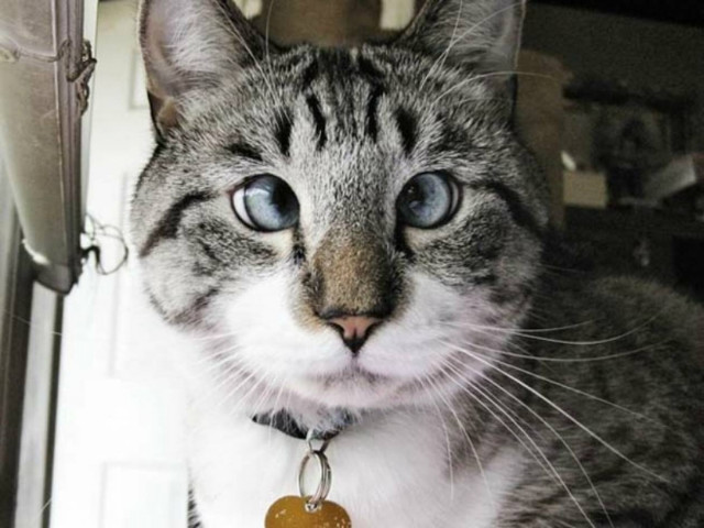 Ο πιο διάσημος αλλήθωρος γάτος! (pics)