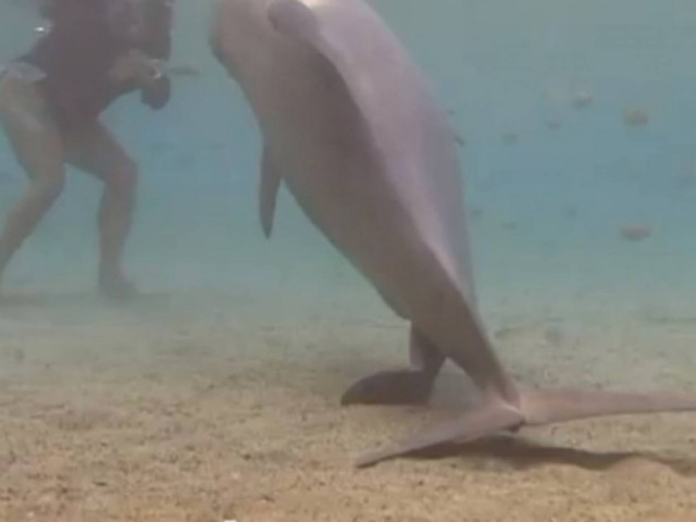 Απίστευτο βίντεο: Γέννηση δελφινιού on camera!
