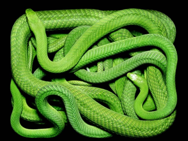 Η άγρια ομορφιά των φιδιών (pics)