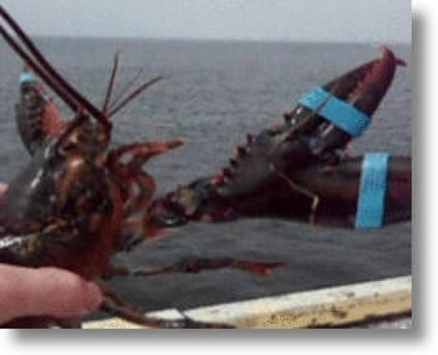 Μ. Βρετανία: Ψάρεψαν αστακό με τρεις δαγκάνες!