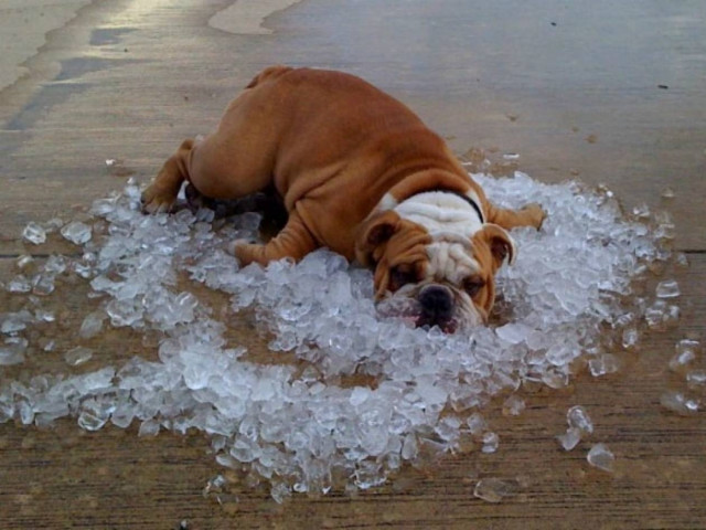 20 σκυλάκια που δε θέλουν να τελειώσει το καλοκαίρι