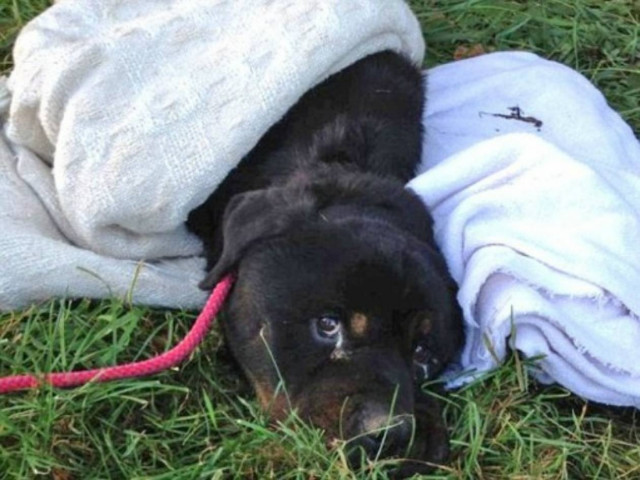 Τραγικό: Εγκατέλειψαν τον σκύλο τους γιατί είχε καρκίνο...