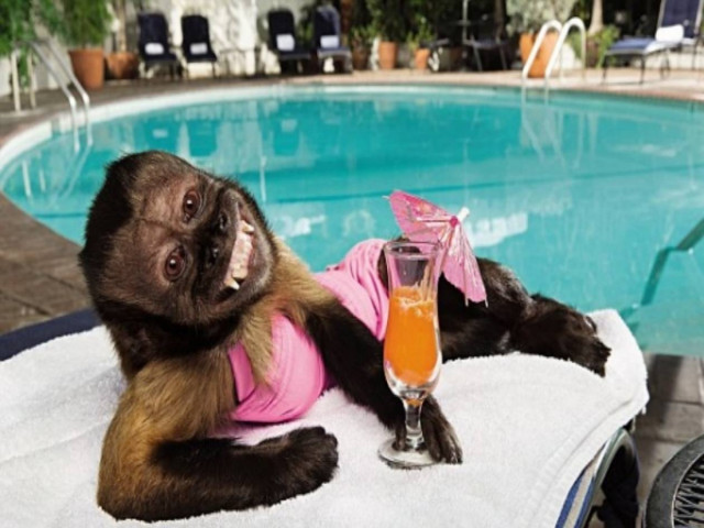 Μαϊμού με μισθό.... 15.000 ευρώ!