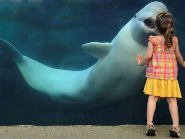 Εκπληκτική φωτογραφία: Τρυφερό «φιλί» φάλαινας και κοριτσιού