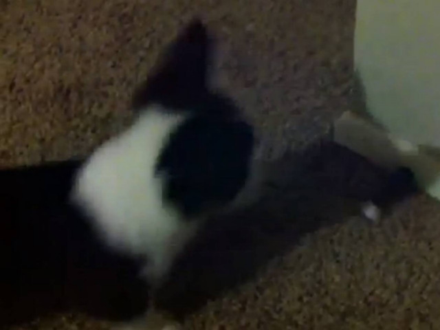 Βίντεο: Δεν φαντάζεστε τι φοβάται αυτό το σκυλάκι