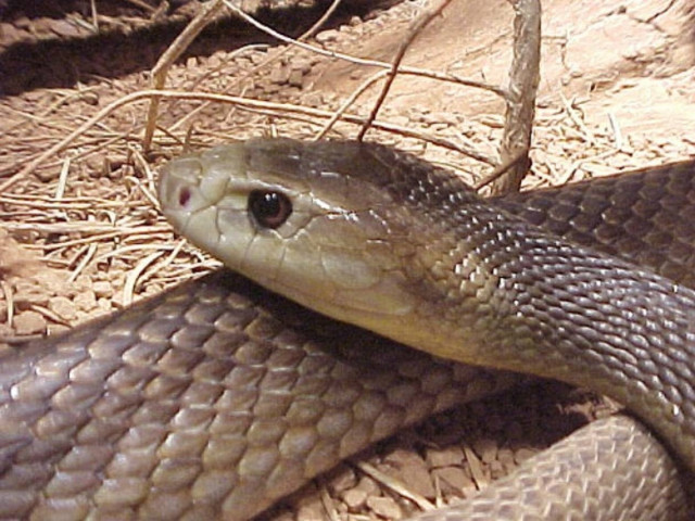 Τον δάγκωσε ένα από τα πιο δηλητηριώδη φίδια του κόσμου