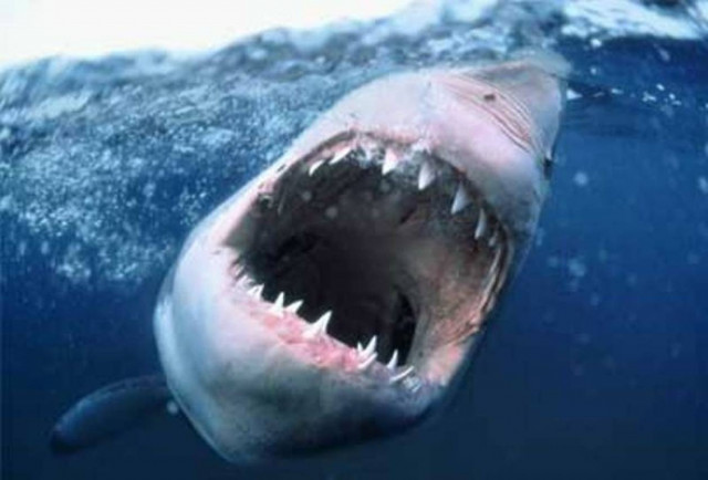 Αυστραλία: Πρόγραμμα εξολόθρευσης καρχαριών που πλησιάζουν τις ακτές