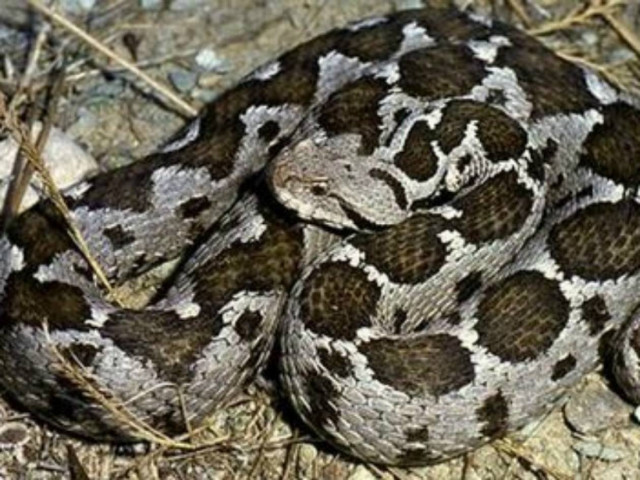 Πανικός στην Φιλιππιάδα: Οχιά έκανε... βόλτες σε τάξη δημοτικού!