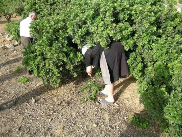 Η Τράπεζα Πειραιώς θα στηρίξει τους  μαστιχοπαραγωγούς