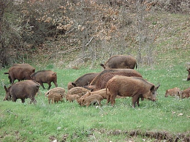 Κυνηγοί εναντίον...αγριογούρουνων