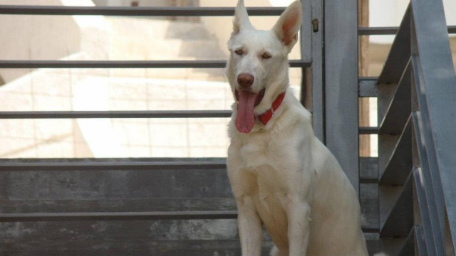 Το σκυλί έδειξε το σημείο που είχε πέσει η γυναίκα