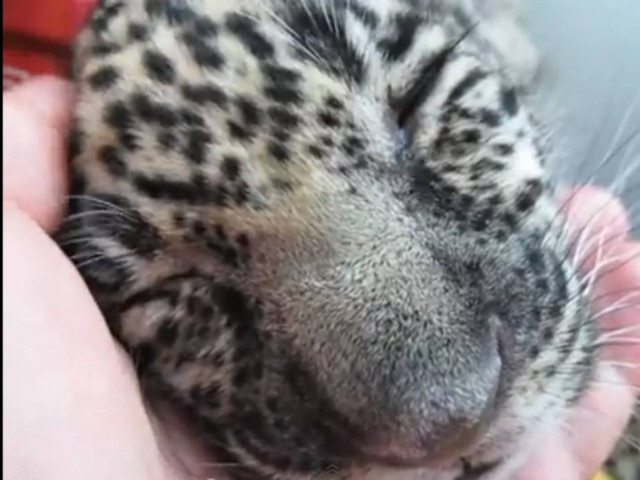 Βίντεο: Νεογέννητο τζάγκουαρ κοιμάται σε ανθρώπινη παλάμη