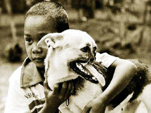 Απίστευτη ιστορία: Ένας σκύλος ήρωας!