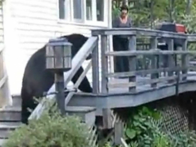 Βίντεο: Γυναίκα τρομάζει αρκούδα... βάζοντας τις φωνές!