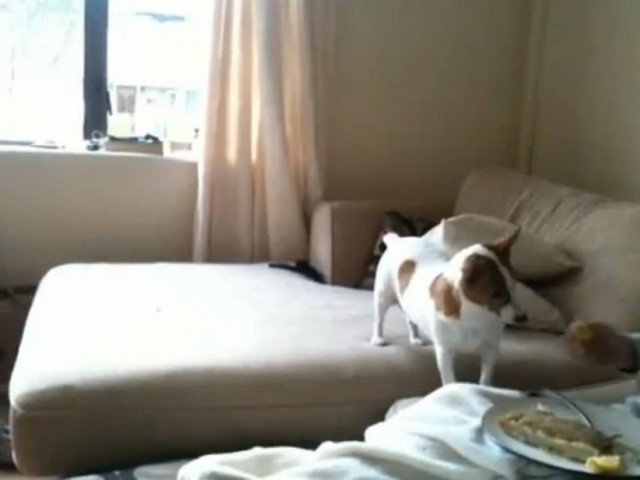 Σκύλος VS λεμόνι: 0-1 (vid)