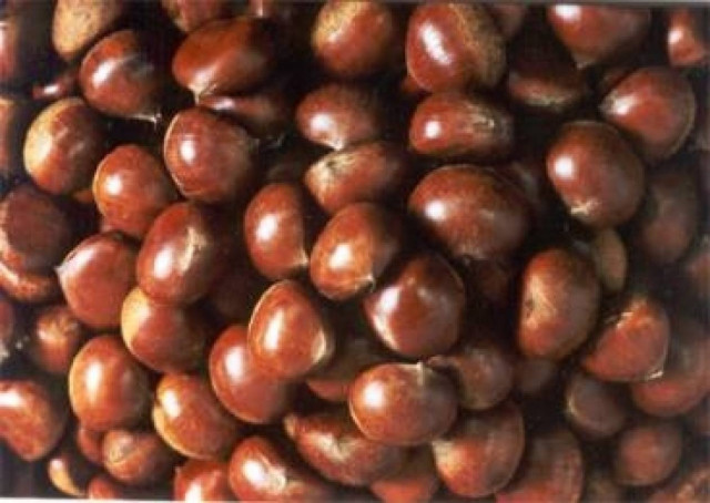 Εκλεψαν 100 κιλά κάστανα