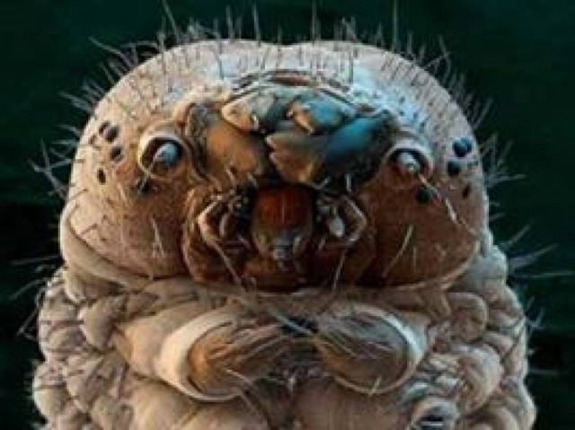 Με αυτά τα πλάσματα κοιμάστε κάθε μέρα  μαζί