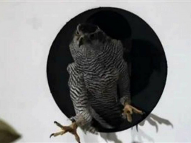 Βίντεο: Πέταγμα γερακιού σε αργή κίνηση