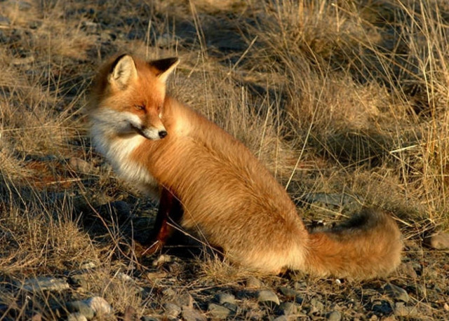 Απίστευτο! Γέμισε αλεπούδες η Ηπειρος