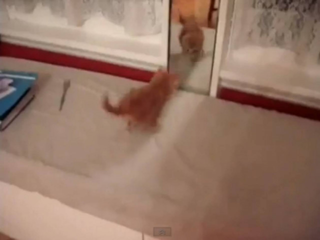 Βίντεο: Ζωάκια τρομάζουν... με τον εαυτό τους!