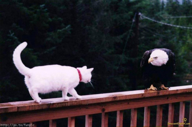 Παγκόσμια Ημέρα των Ζώων: Ας χαρίσουμε αγάπη εκεί που θα εκτιμηθεί...
